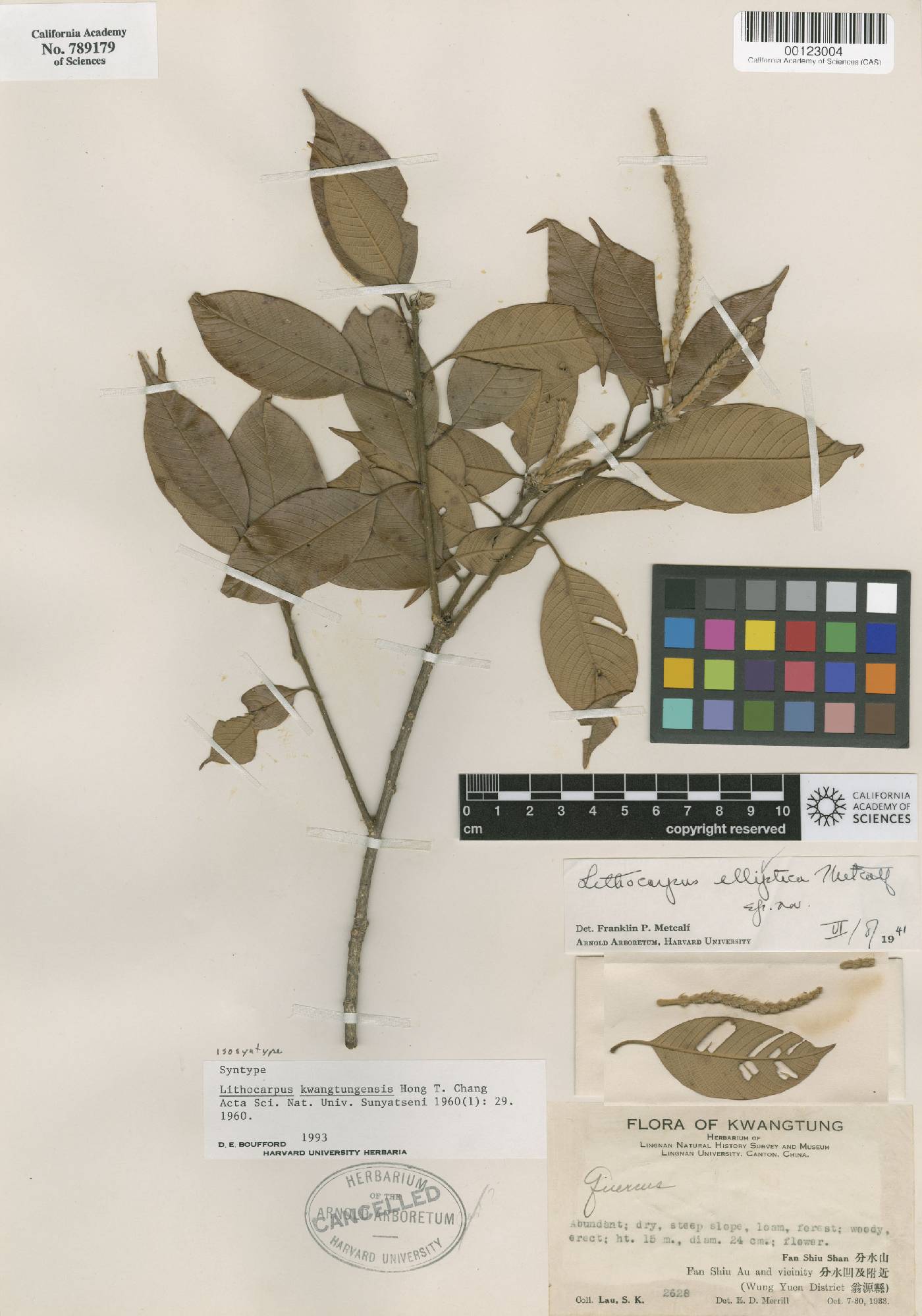 Lithocarpus uvariifolius image