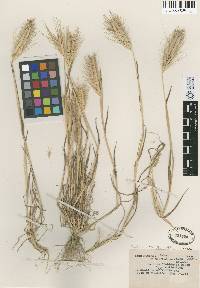 Hordeum murinum image