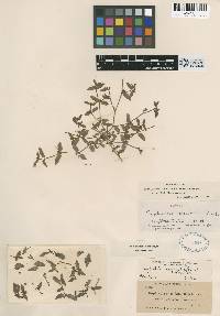 Euphorbia ocellata subsp. arenicola image