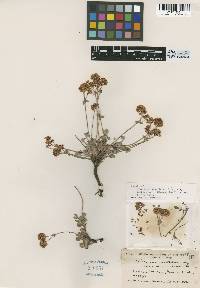 Eriogonum umbellatum var. versicolor image