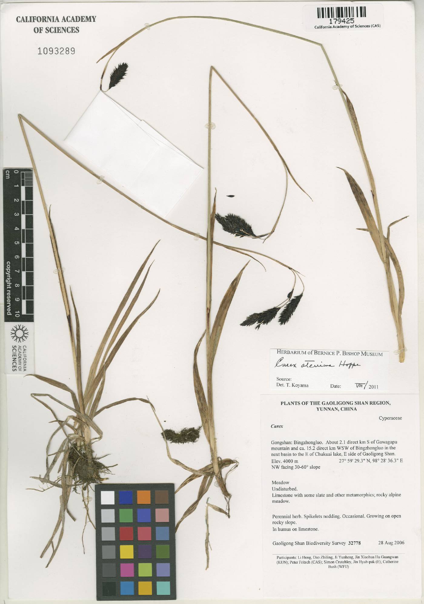 Carex aterrima image