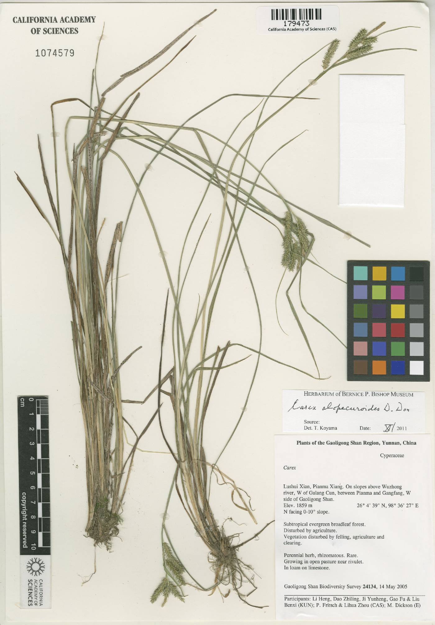 Carex alopecuroides image