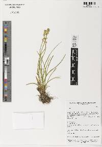 Image of Aletris pauciflora