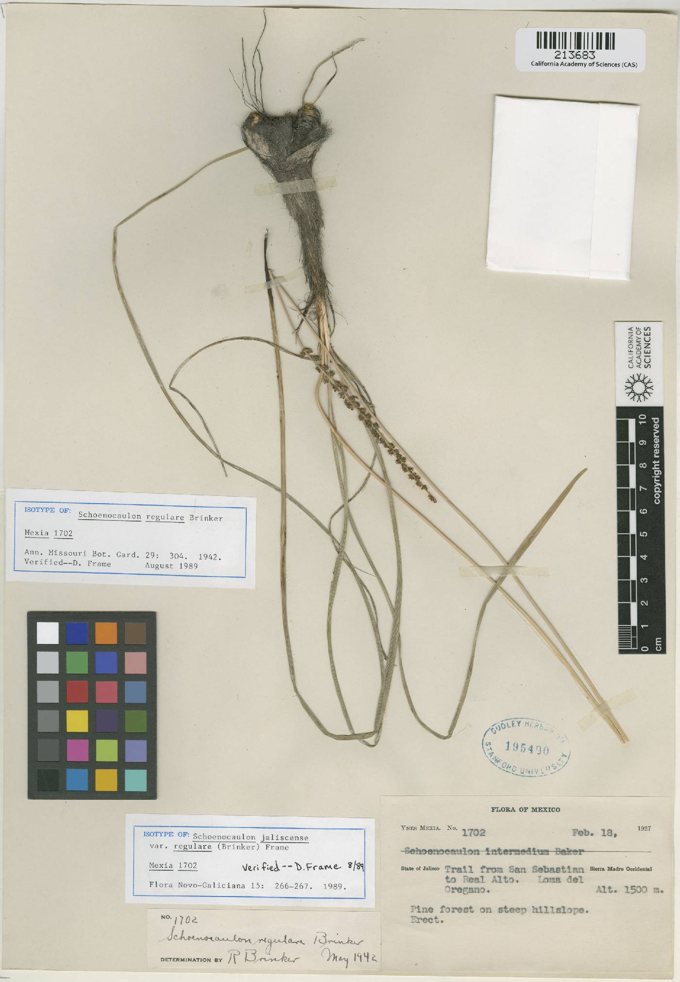 Schoenocaulon jaliscense image