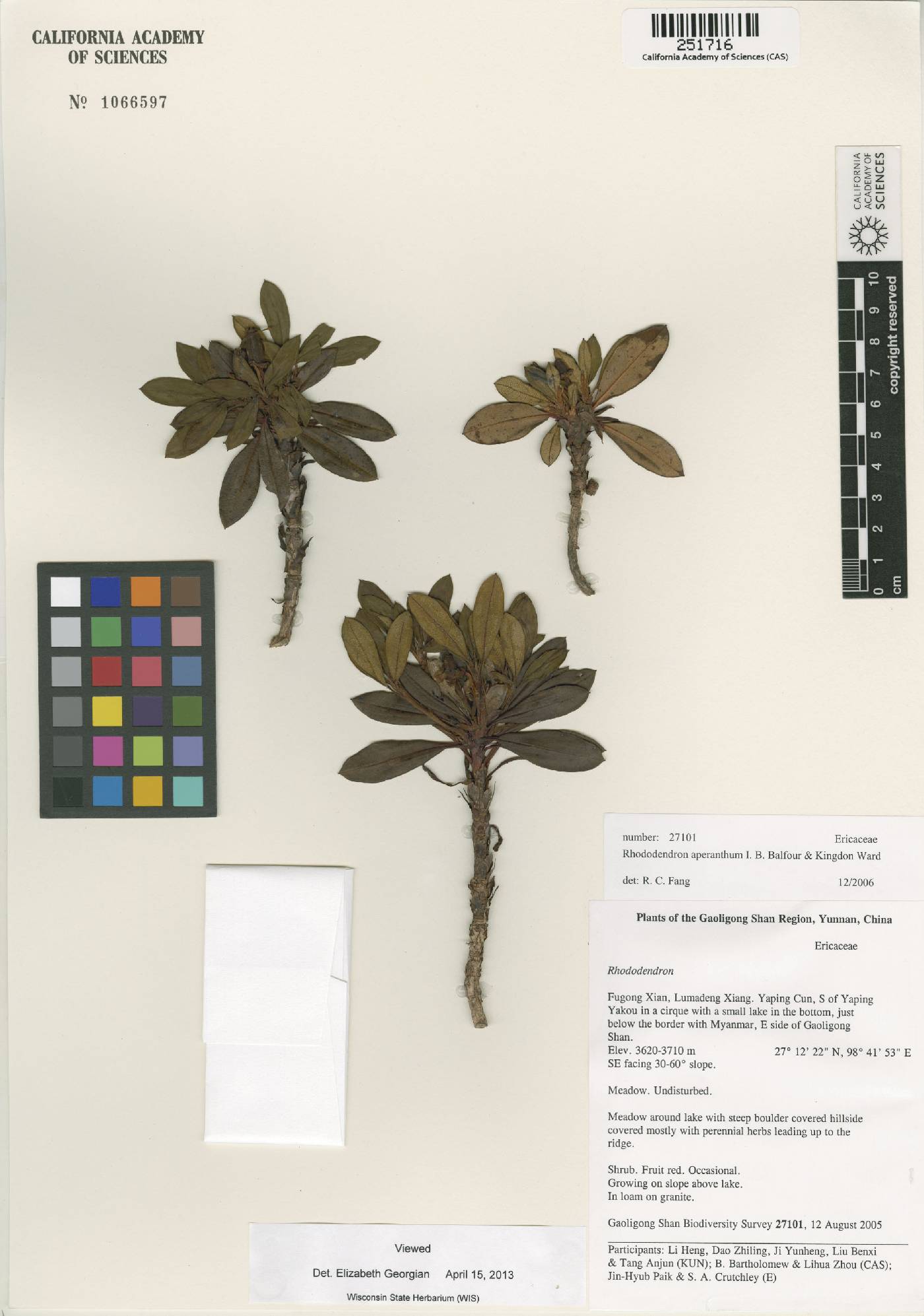 Rhododendron aperantum image
