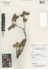 Rhododendron mekongense image