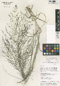 Image of Eragrostis ferruginea