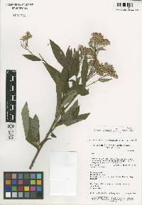Image of Aster albescens