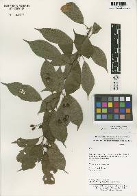 Image of Prunus henryi