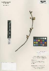 Prunus salicina image