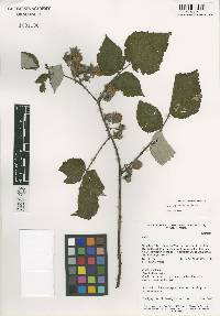 Image of Rubus aurantiacus