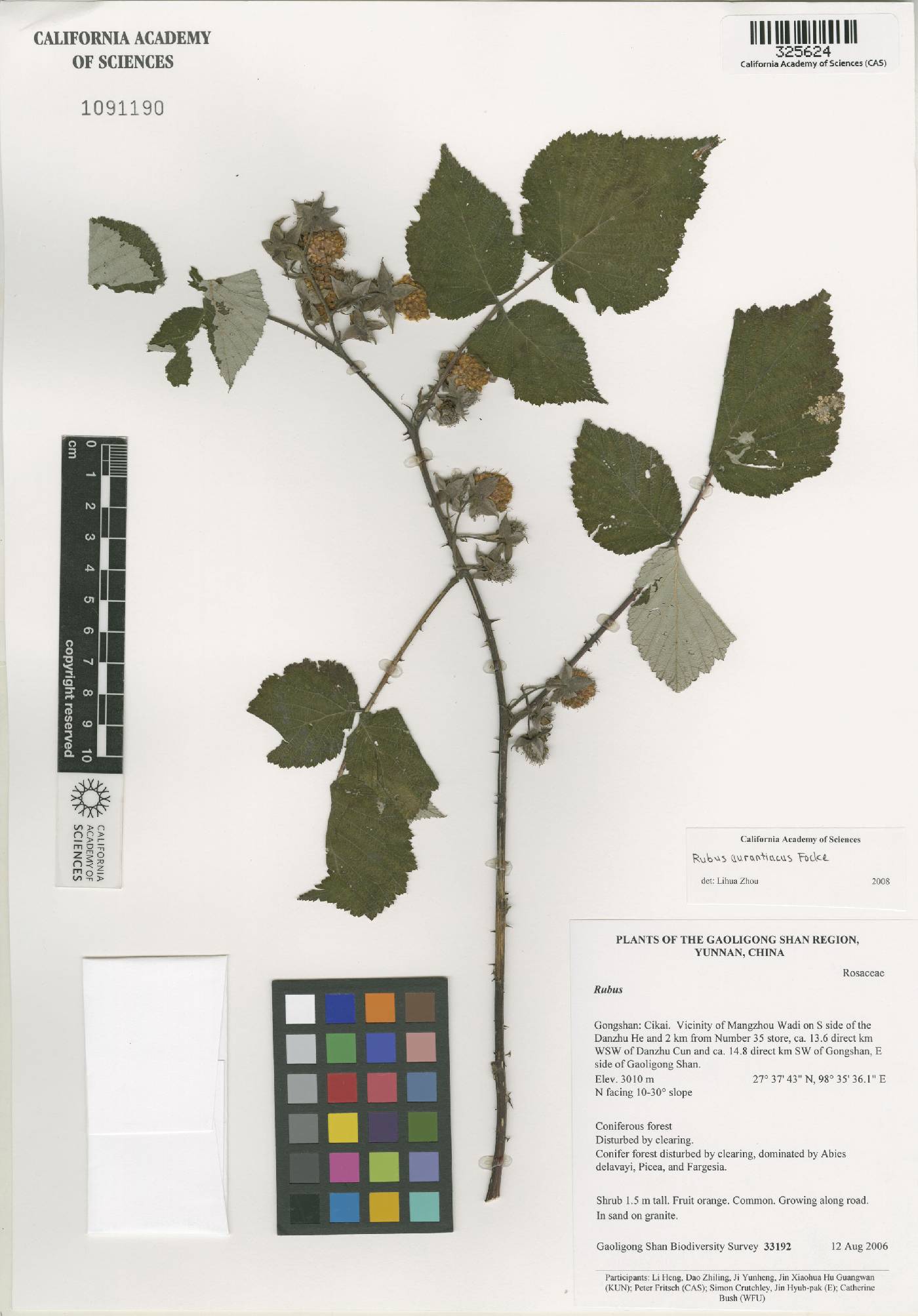 Rubus aurantiacus image