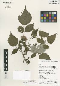 Rubus austrotibetanus image