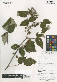 Image of Rubus austrotibetanus