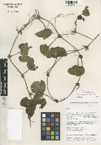 Image of Rubus calycinus