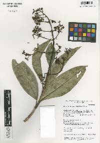 Image of Hydrangea viburnoides