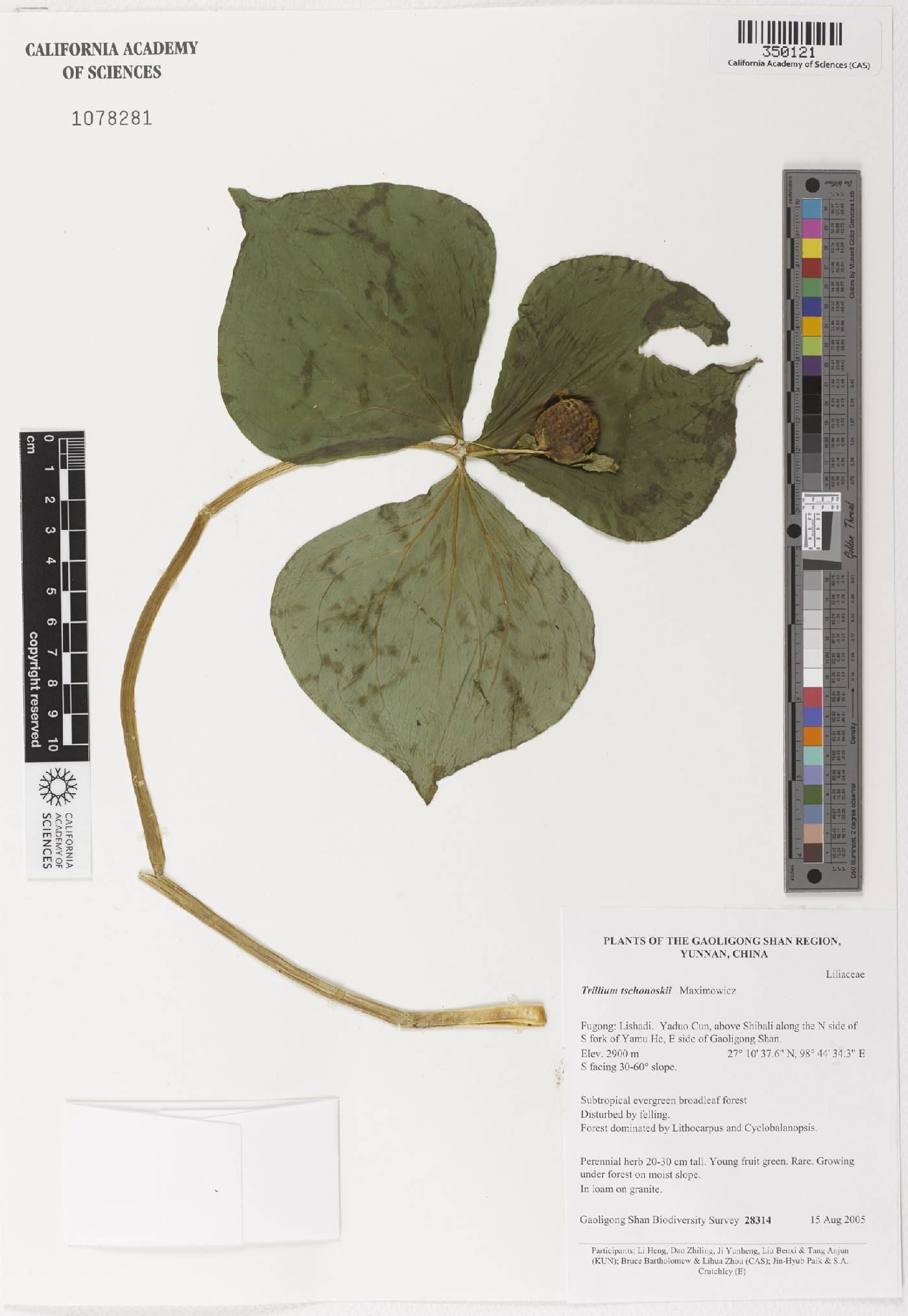 Trillium tschonoskii image