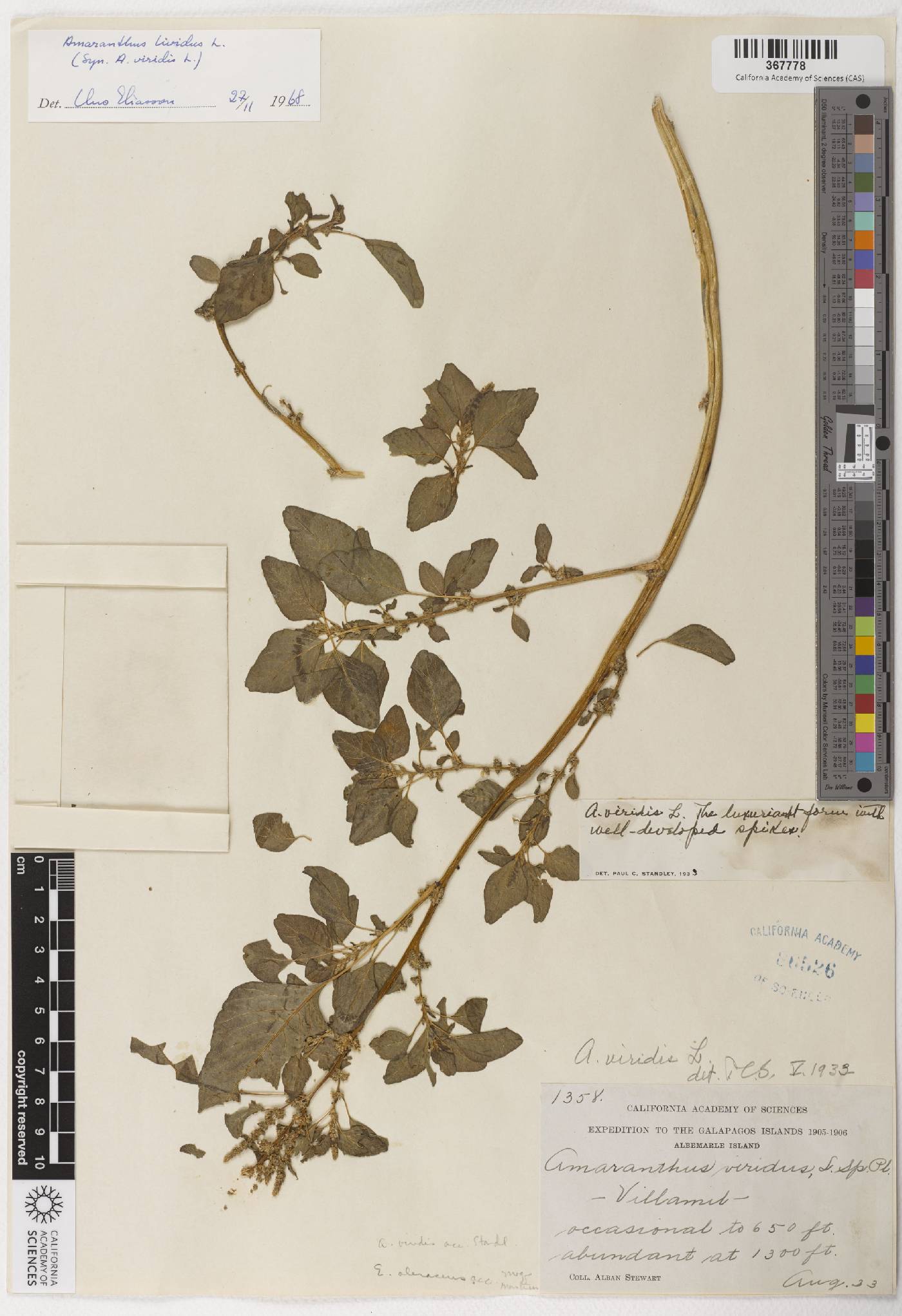 Amaranthus blitum subsp. blitum image