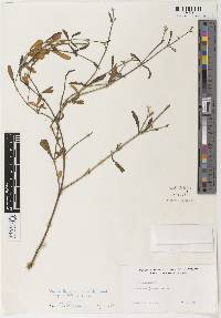 Alternanthera filifolia subsp. rabidensis image