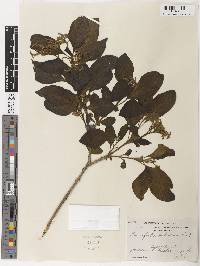 Tournefortia pubescens image