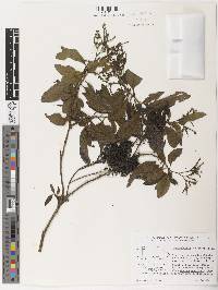 Tournefortia pubescens image