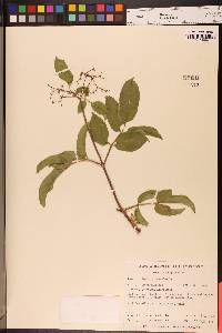 Sambucus nigra subsp. caerulea image