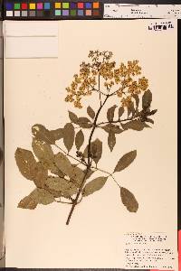 Sambucus nigra subsp. canadensis image