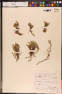 Selaginella bigelovii image