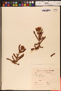 Carpobrotus edulis image