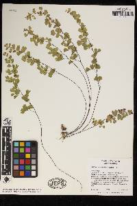 Adiantum capillus-veneris image