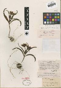 Image of Fritillaria falcata