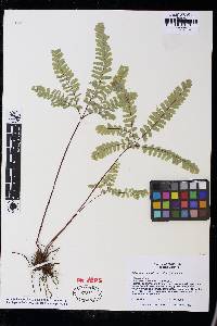 Adiantum aleuticum image