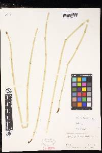 Equisetum laevigatum image