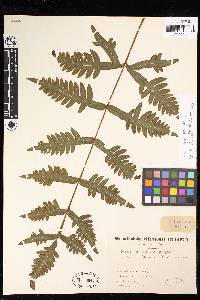 Pteris atrovirens image