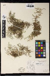 Selaginella underwoodii image