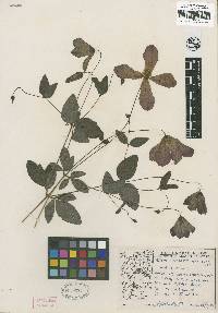 Image of Clematis viticella