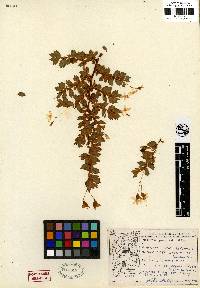 Image of Begonia foliosa