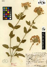 Image of Glandularia × hybrida