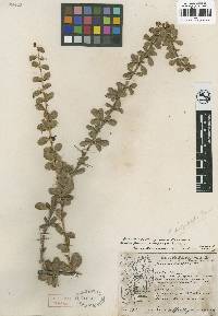 Image of Berberis dictyophylla