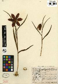 Image of Fritillaria meleagris