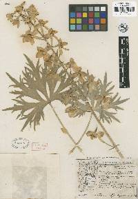 Image of Delphinium cheilanthum