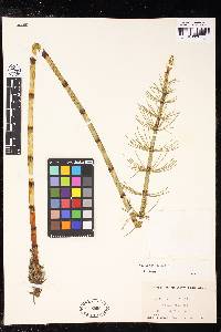 Equisetum fluviatile image