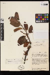 Phragmanthera usuiensis subsp. usuiensis image