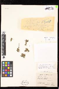 thumbnail image of current specimen