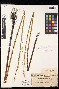 Equisetum fluviatile image