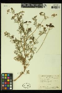 Coriandrum sativum image