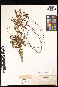 Image of Tryonia myriophylla