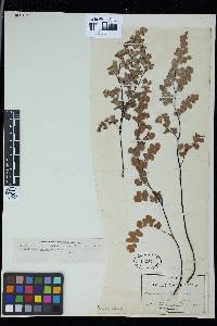 Adiantum capillus-veneris image