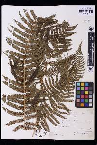 Cyathea dregei image