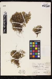 Selaginella watsonii image